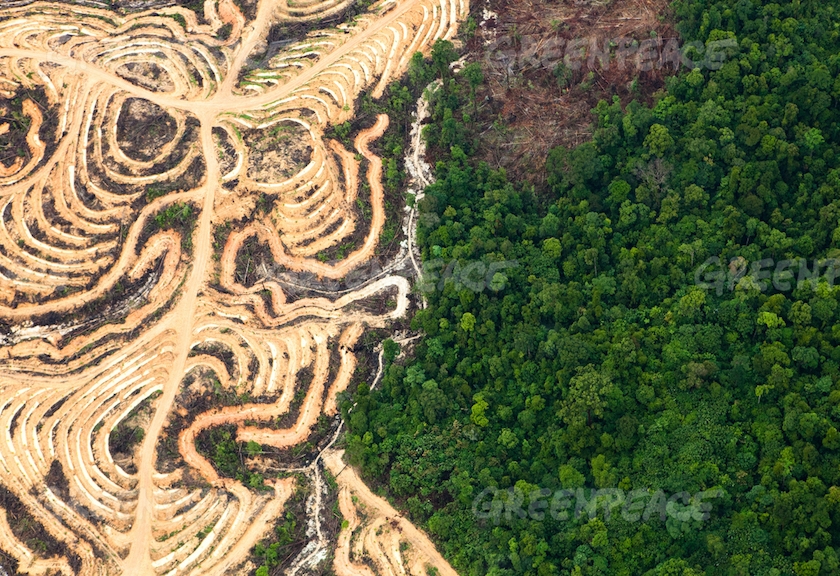 Daerah penghasil hutan terbesar di indonesia