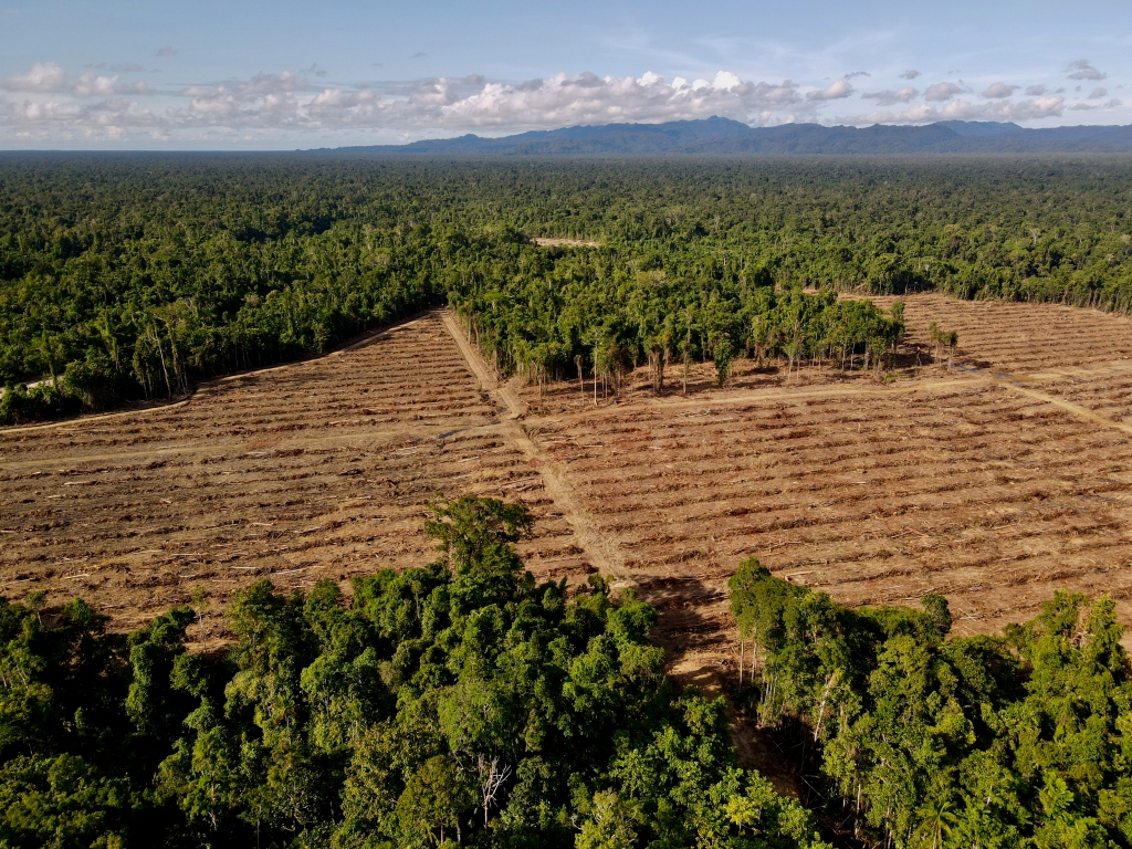 Babat Hutan Adat, Masyarakat Sipil Minta Izin PT PNM Dicabut