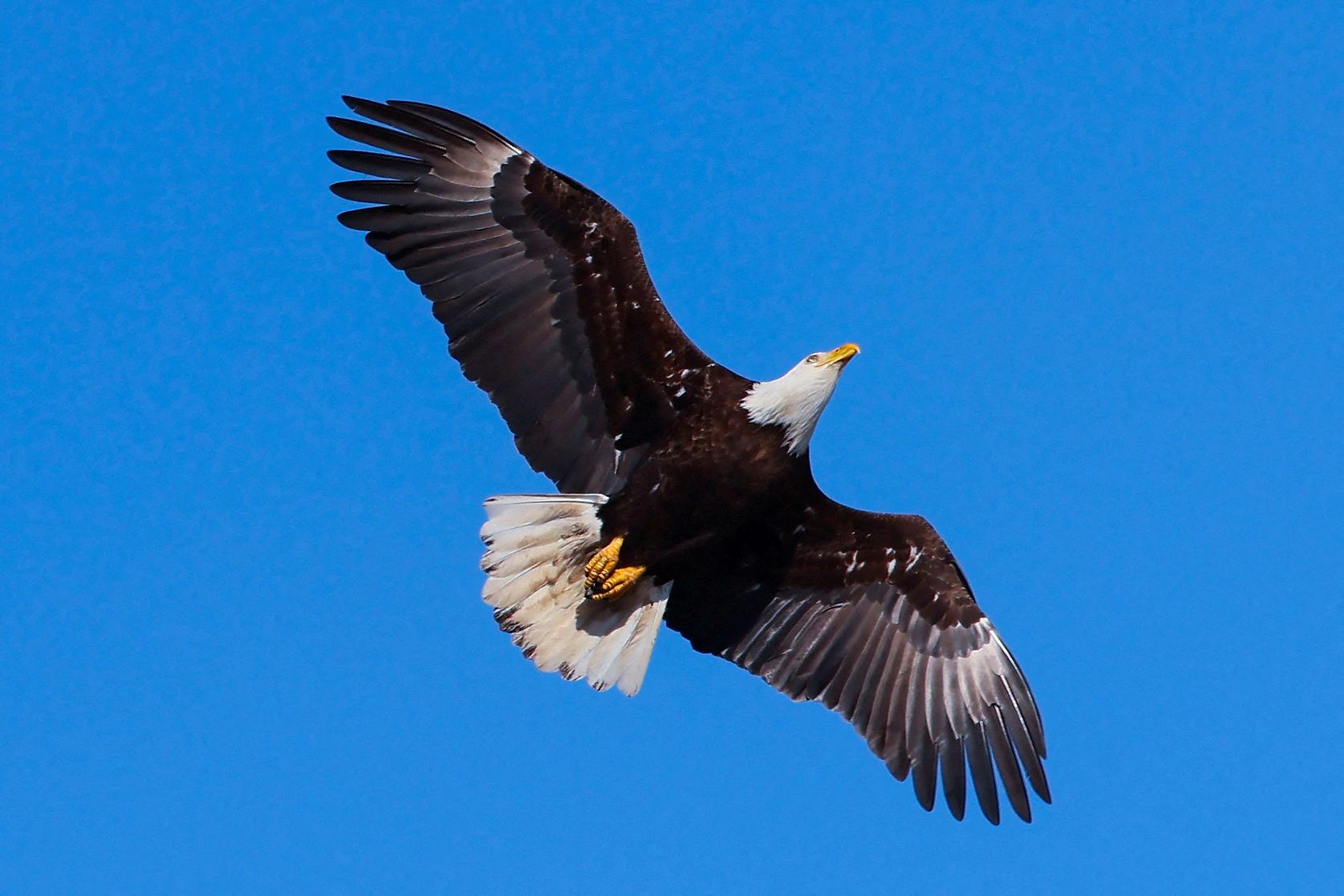 Elang botak musim dingin membubung di atas Sungai Hudson saat memancing di dekat Newburgh, New York, AS, 31 Januari 2022./Foto: REUTERS/Mike Segar.