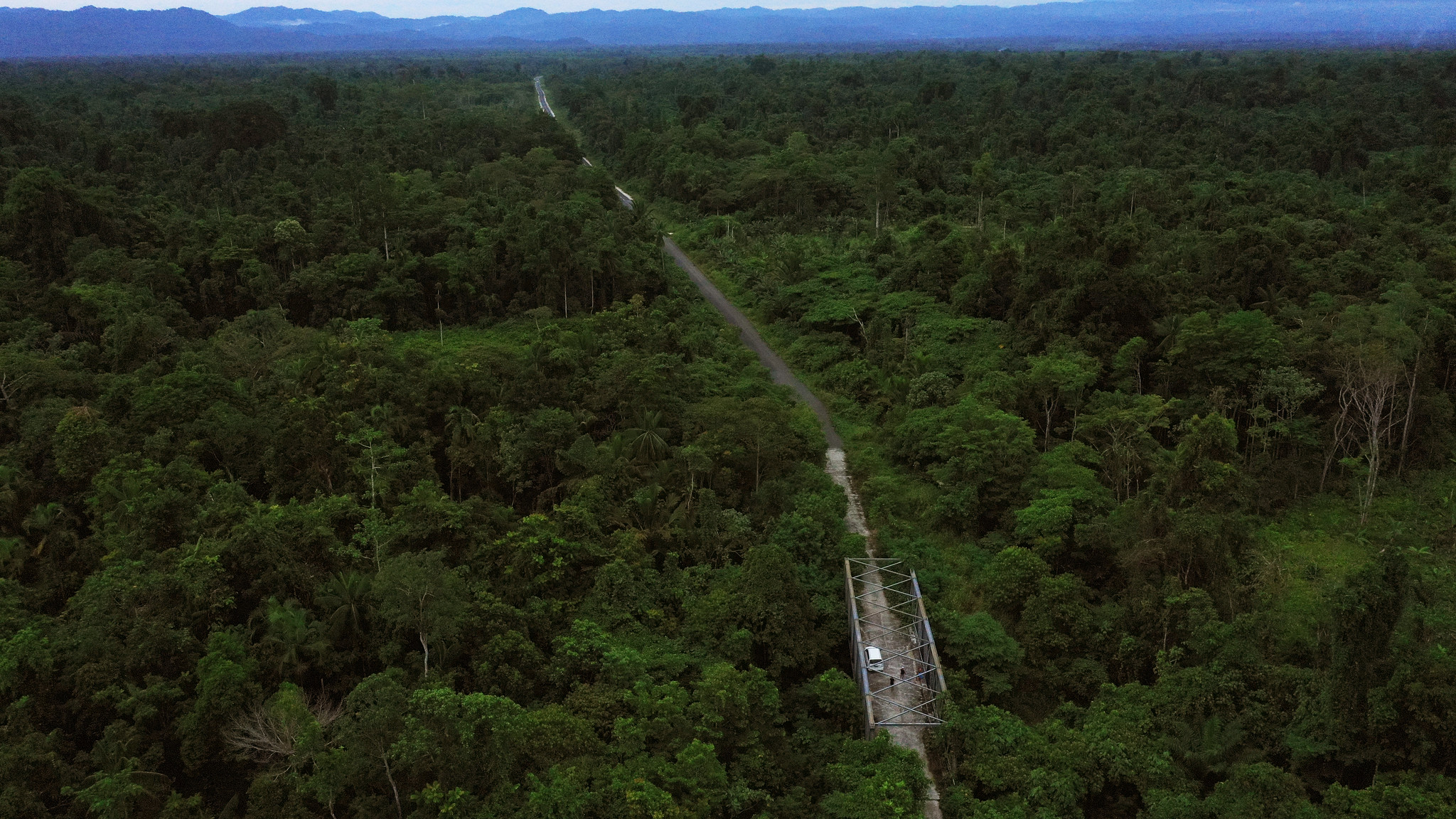Hutan Alam Seluas 2/3 Jawa Bisa Hilang di Provinsi Baru Papua