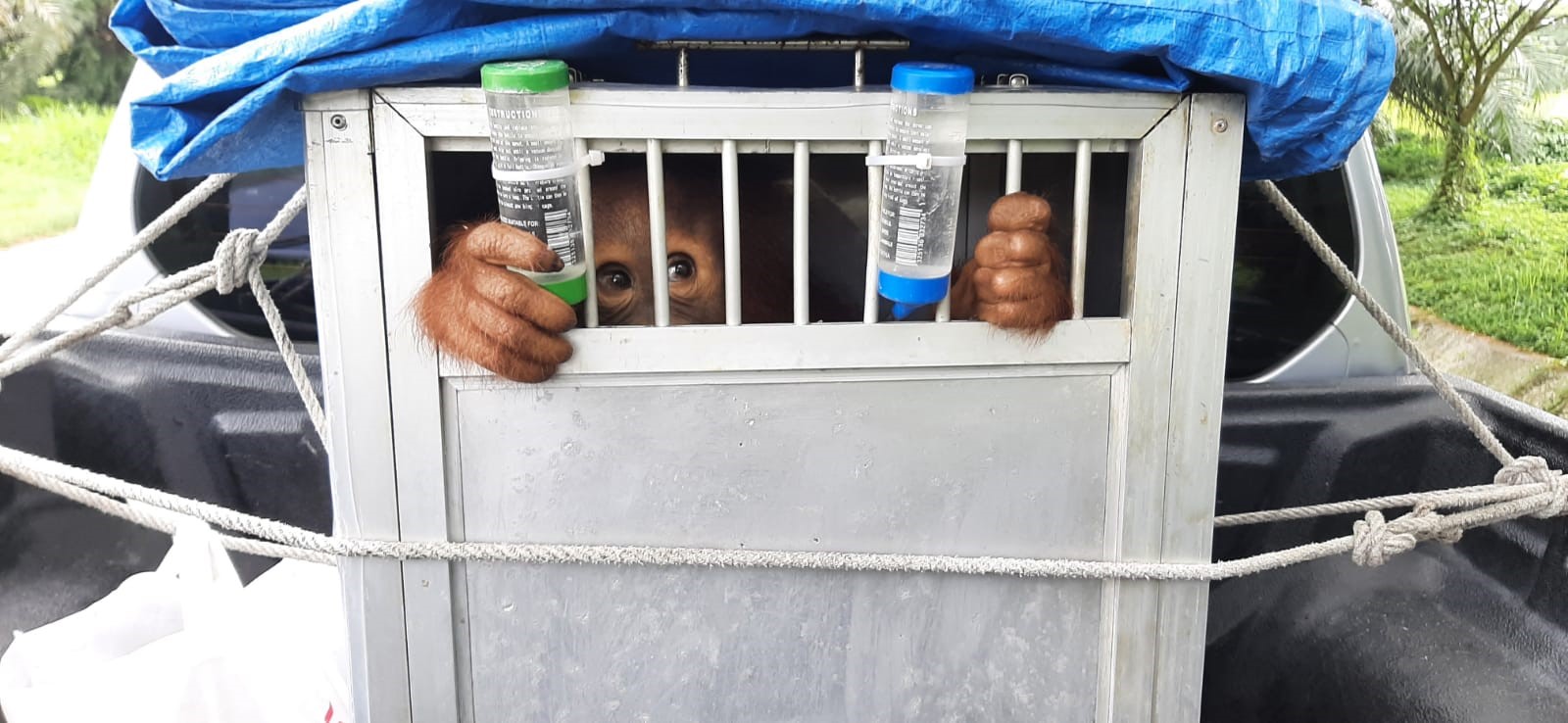 Orangutan bernama Kaka dipulangkan ke Sumatera setelah sebelumnya menjalani rehabilitasi karena sempat dipelihara oleh seorang warga Bogor./Foto: BBKSDA Sumatera Utara