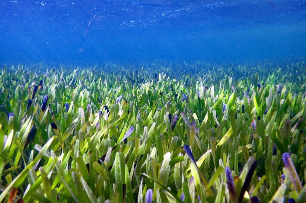 Gulma pita atau lamun, Posidonia australis, padang rumput di Shark Bay, Australia Barat./Foto: Rachel Austin, The University of Western Australia