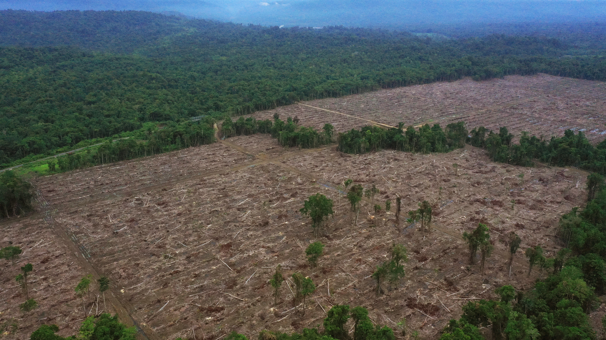 Hutan Alam Tanah Papua Rusak akibat Investasi