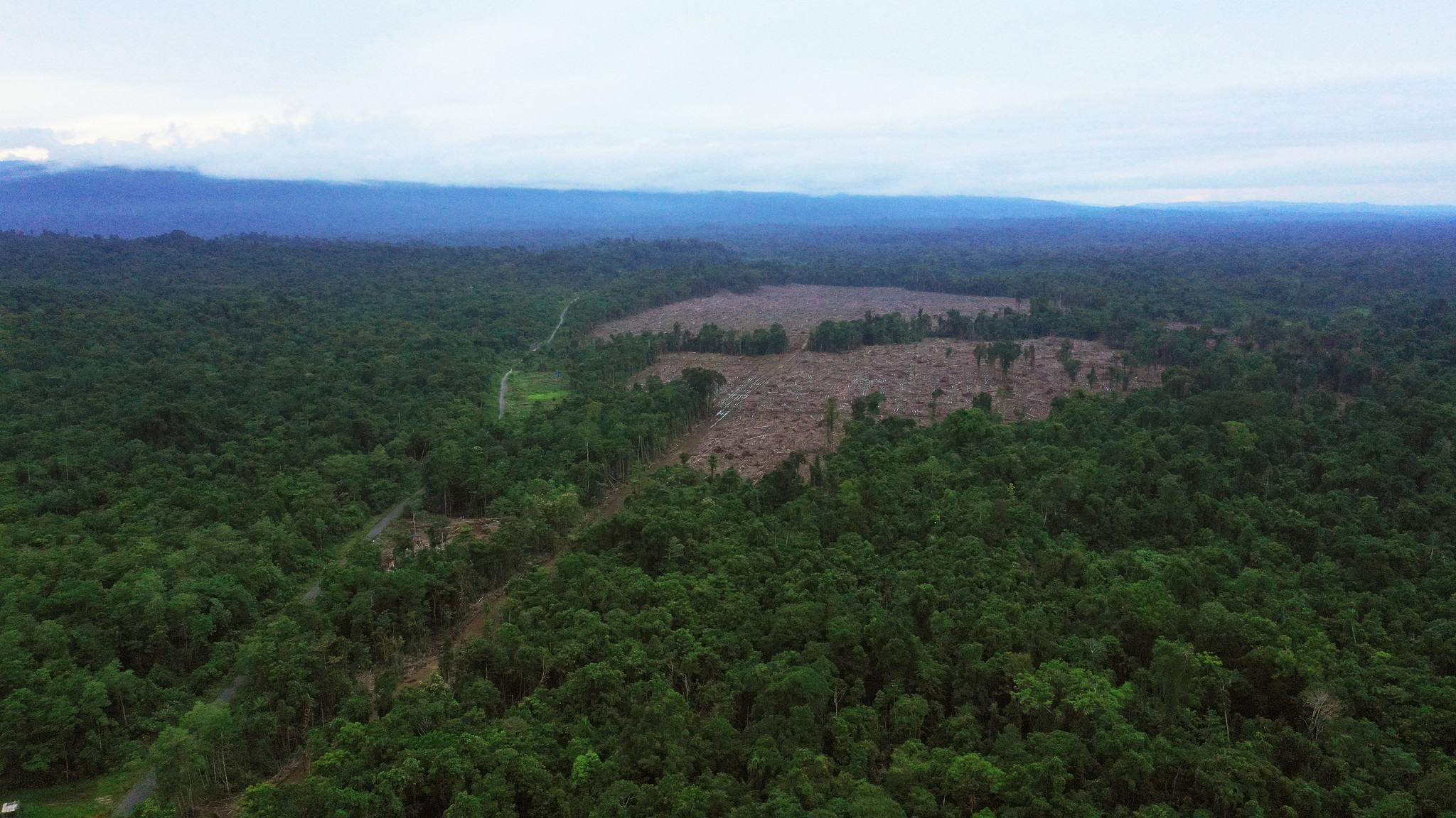 Walhi Papua Desak Pemerintah Lindungi Hutan Tanah Papua