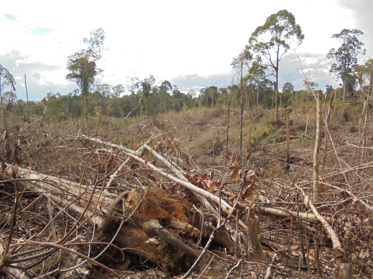 Kawasan hutan di Mukomuko yang merupakan habitat gajah sumatera dirambah oleh warga untuk dijadikan perkebunan sawit atau diperjualbelikan./Foto: Kanopi Hijau Indonesia