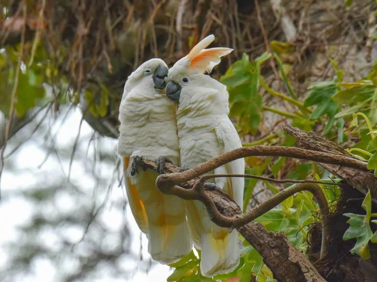 Ilustrasi burung kakatua maluku (Cacatua moluccensis)./Foto: Walter Oshiro/Birds of the World/Garda Animalia