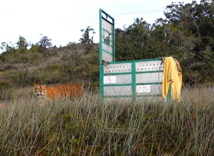 Seekor harimau sumatera bernama Bestie dilepasliarkan di Keudah, Zona Inti Taman Nasional Gunung Leuser. Pada Jumat (25/11/2022)./Foto/ist/Waspada Aceh.