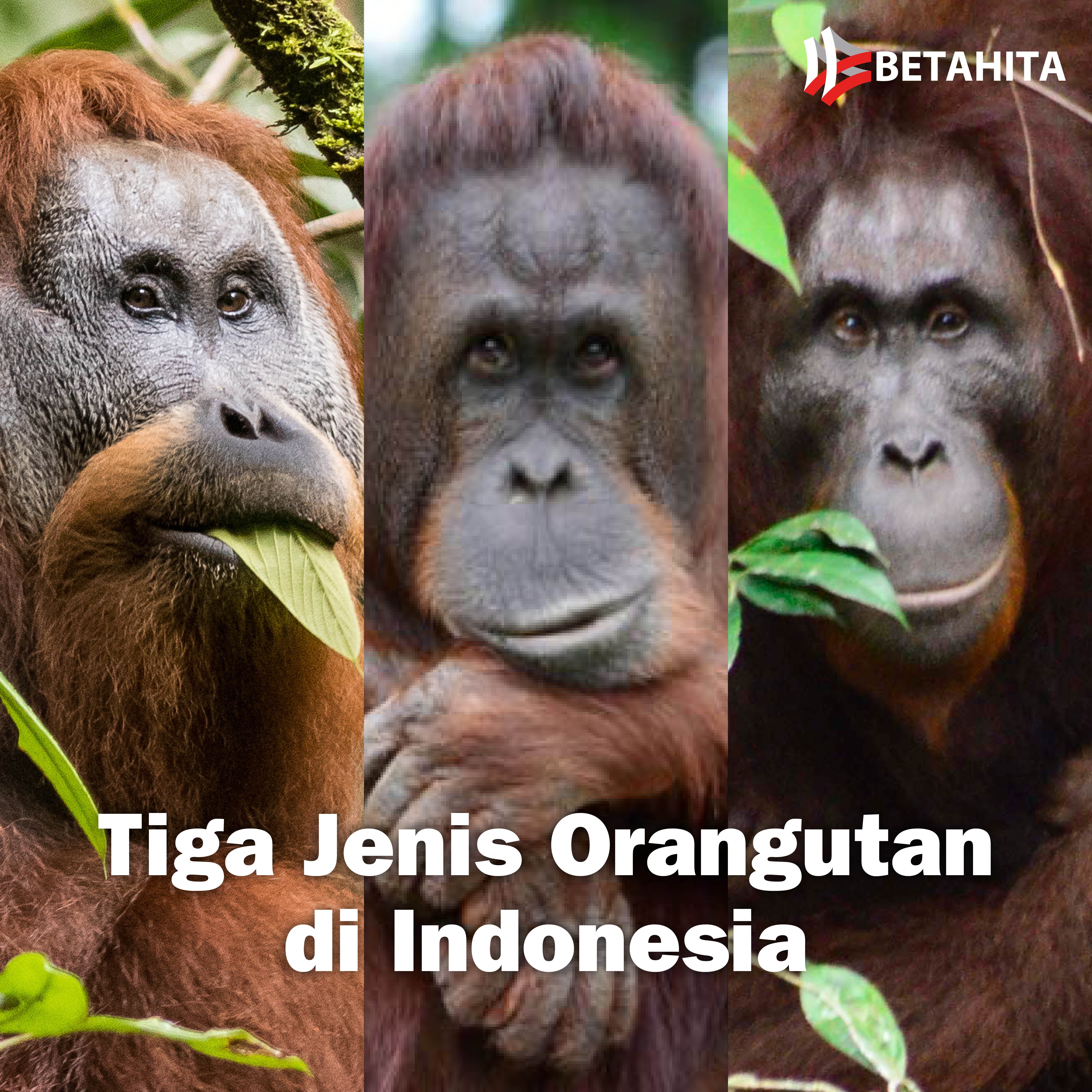 Tiga Jenis Orangutan