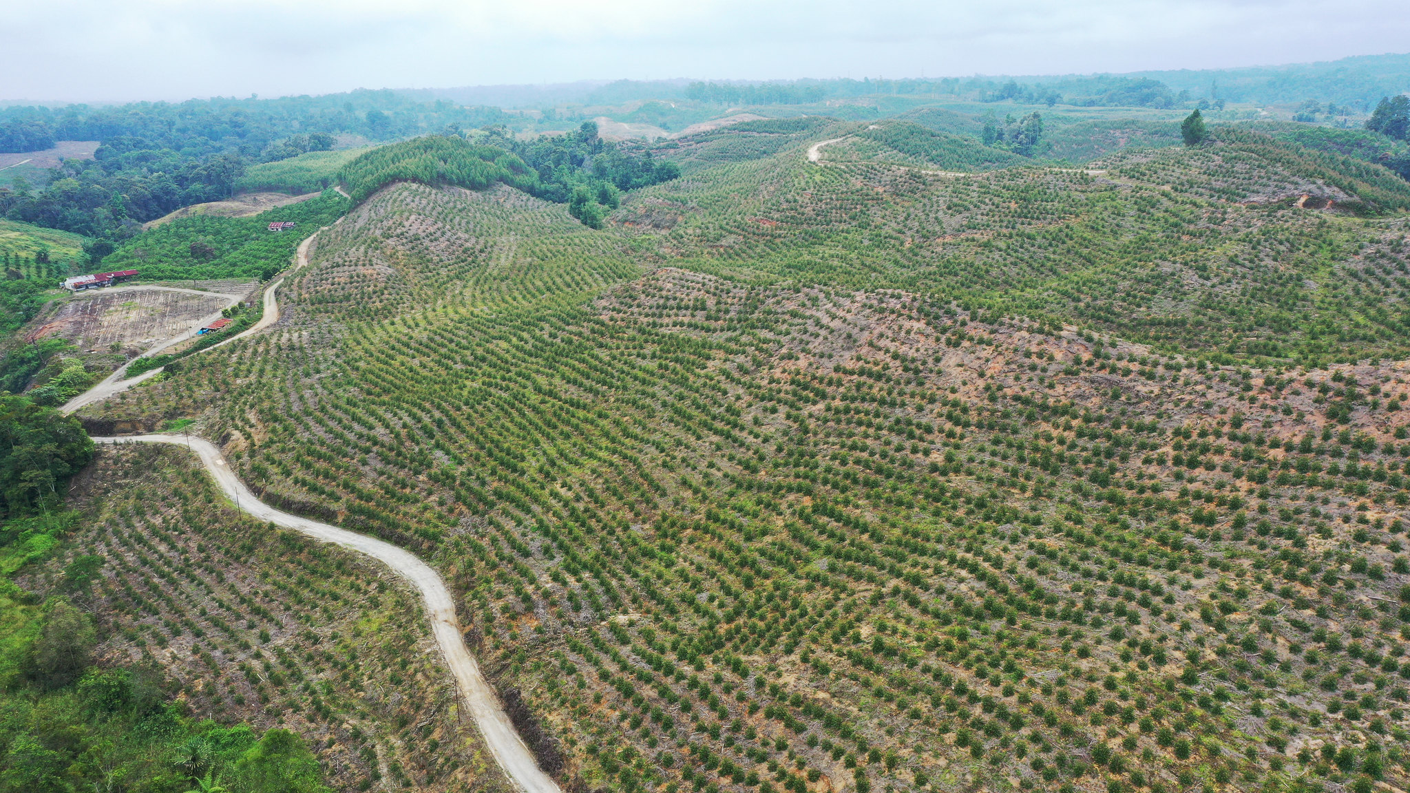 Foto udara hamparan tanaman eukaliptus muda di areal izin PT TPL. Foto: Auriga Nusantara.