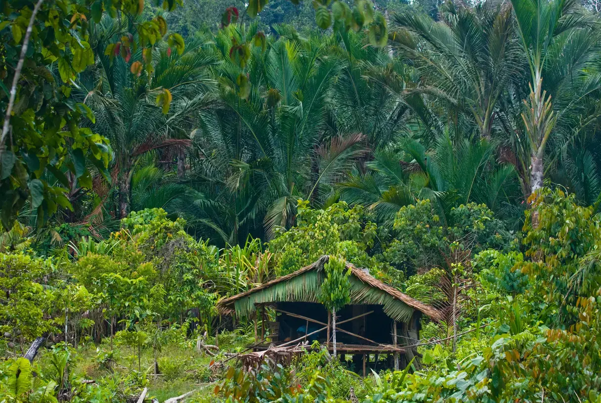 Pulau Siberut, di Sumatera Barat, terancam pembangunan hutan tanaman energi untuk bahan baku PLTBm. Foto: Gudkov Andrey/Shutterstock. Indonesia, 2010.