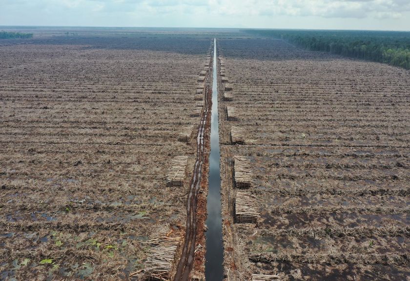 PT Mayawana Persada diduga terus melakukan pembukaan lahan gambut serta hutan alam yang menjadi habitat orang utan di Kalimantan Barat. Dok Istimewa 